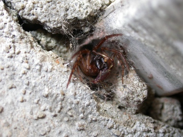 Segestria senoculata with Aphid Copyright: Nik Nimbus