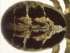 Steatoda nobilis - abdomen