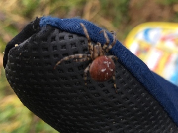 Possible False Widow at 400m asl in North East Cheshire Copyright: Hugh and Oliver Everett, 24 Nov 2019