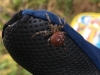 Possible False Widow at 400m asl in North East Cheshire