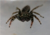 Marpissa muscosa - Fence Post Jumping Spider