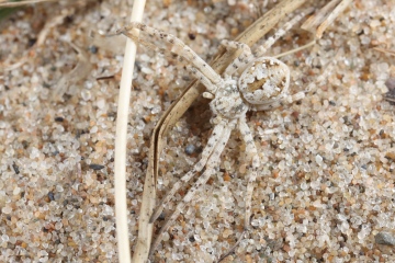 Philodromus fallax Copyright: Richard Gallon