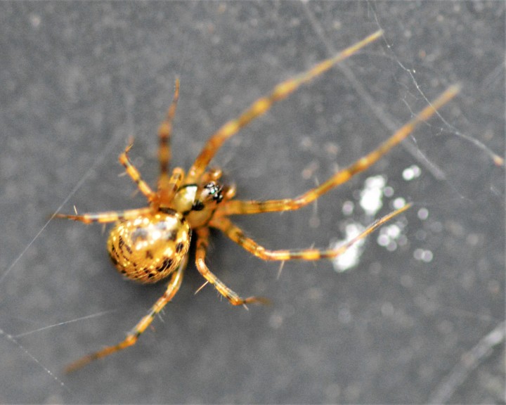 Unkown spider 13th March 2021 Copyright: Malcolm Haddow
