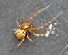 Unkown spider 13th March 2021