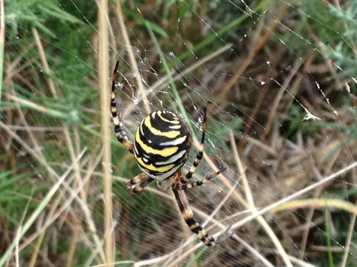 Wasp spider Weymouth Nature reserve Copyright: Gill Roberts