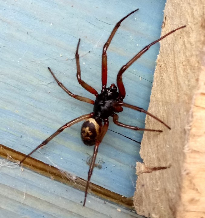 Steatoda nobilis in tool shed Copyright: Rupert Tazewell