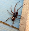 Steatoda nobilis in tool shed