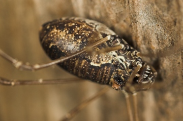 Platybunus pinetorum Female Copyright: Paul Richards