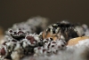 Zebra spider with Lecanora campestris (crustose) lichen