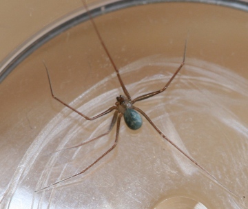 Long-legged Cellar Spider (Psilochorus simoni) Copyright: Katy Everson