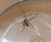 Long-legged Cellar Spider (Psilochorus simoni)