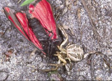 Xysticus cristatus with Cinnabar prey Copyright: Peter Harvey