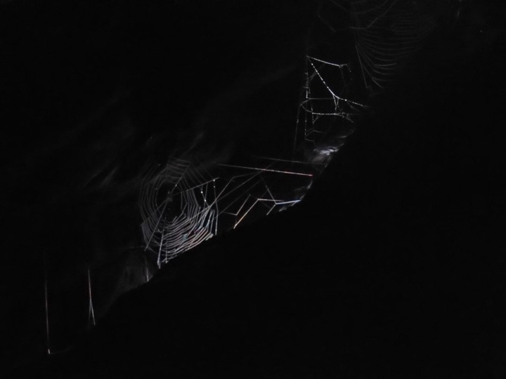 Orb webs in a seacave Copyright: Nigel Feilden
