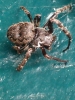 Walnut Orb Spider