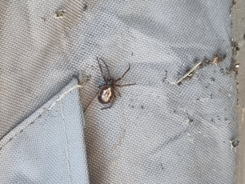 Second spider Copyright: Robert Fraser