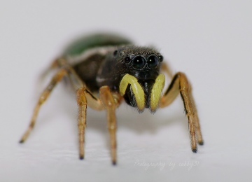 jumping spider.cobb Copyright: Paul Cobb
