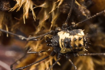 Nemastomella bacillifera Copyright: Paul Richards