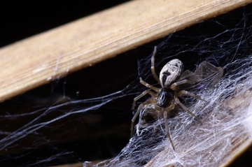 Dictyna pusilla female Copyright: Lars Bruun