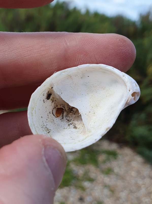 Pseudeuophrys obsoleta shell Copyright: Vicky Gilson