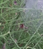 Nursery web spider 2