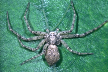 Philodromus buxi female Copyright: Peter Harvey