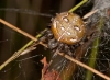 Araneus quadratus female on outside of retreat 