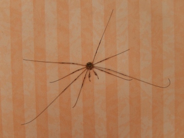 Harvestman Dicranopalpus ramosus Copyright: Alison Borlase