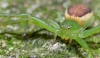 Diaea dorsata female on ivy 2