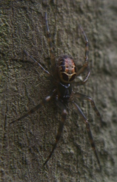 Noble false widow on fruit cage 27.08.18 Copyright: Daniel Blyton