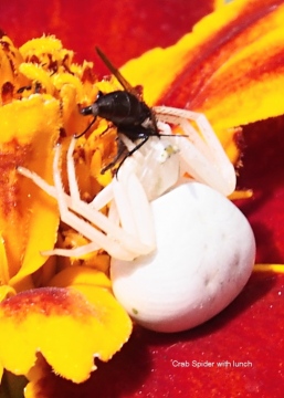 Crab spider on Marigold Copyright: Brian Roberts
