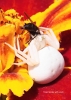 Crab spider on Marigold
