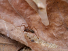 Lepthyphantes leprosus male