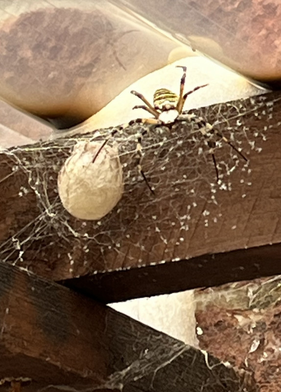 Wasp spider with egg sac Orpington Copyright: Lorraine Roberts