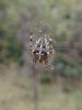 Araneus diadematus - spider