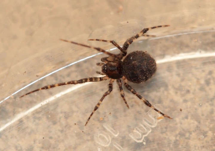mystery spider found in mixed birch and pine wood Copyright: Andrew Bloomfield