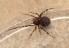 mystery spider found in mixed birch and pine wood