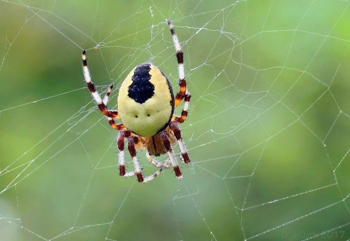 Orbweb Spider - Araneus marmoreus - Var. pyramidatus Copyright: John Clark