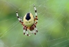 Orbweb Spider - Araneus marmoreus - Var. pyramidatus