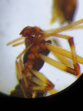 Cryptachaea riparia pedipalp Copyright: Vicky Gilson