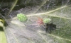 Nigma walckenaeri (male and female) on ivy leaf