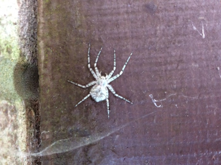 Spider on wood gate Copyright: Linda Brooks
