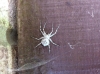 Spider on wood gate