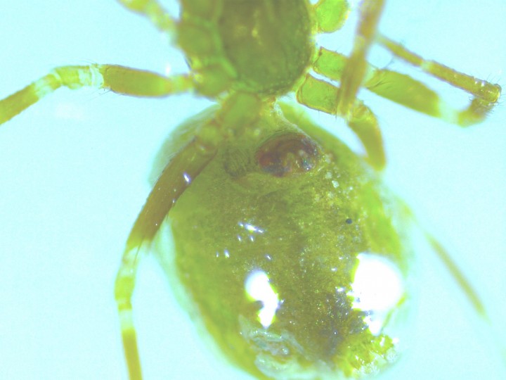 Linyphiid1 Epigyne2 Copyright: Rosalind Shaw