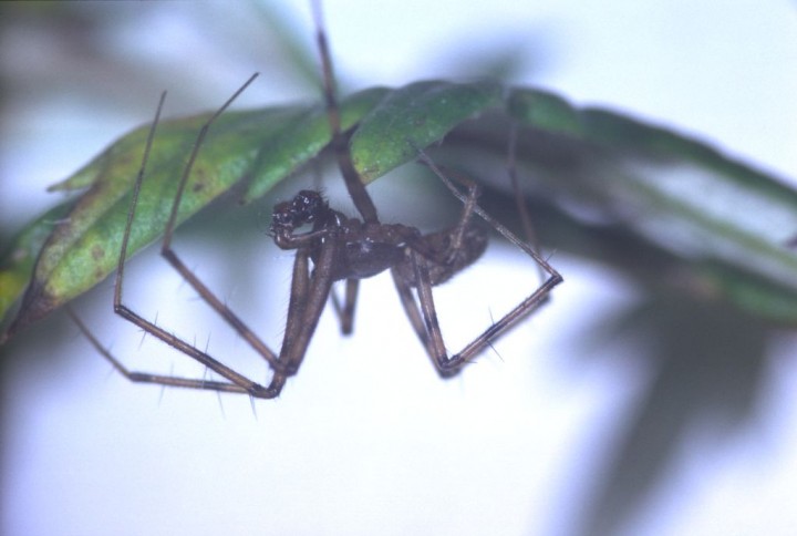 Megalepthyphantes sp. nova male Copyright: Peter Harvey