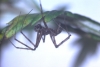 Megalepthyphantes sp. nova male