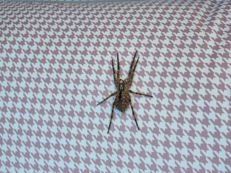 First spider Copyright: Robert Fraser