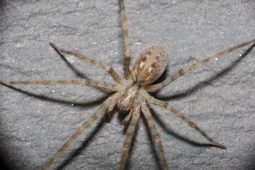 Tegenaria parietina subadult female Copyright: Esmond Brown