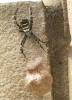 Wasp Spider weave