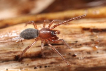 Haplodrassus minor male Copyright: Richard Gallon