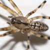 Stripey-legged spider in the hall 2 detail